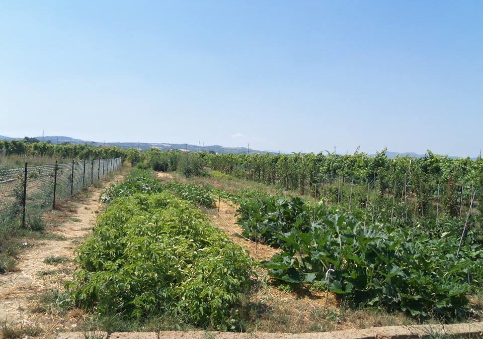 Al centro “La Tartaruga” un workshop su orti sinergici e nuove coltivazioni