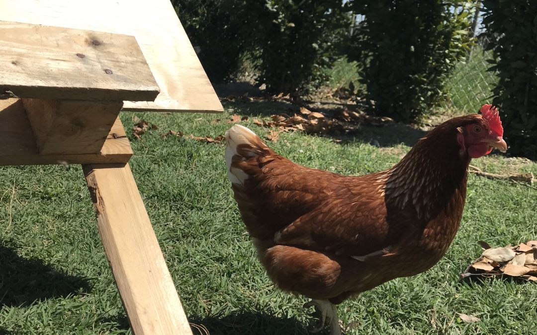 Pollaio Sociale – Adotta una gallina